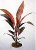 Cordyline