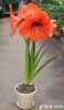 Hippeastrum