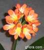 Clivia