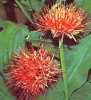 Haemanthus