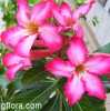 Adenium