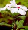 Catharanthus