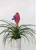 Tillandsia