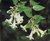 Abelia