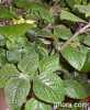 Plectranthus