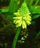 Veltheimia