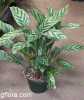 Calathea