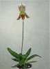 Paphiopedilum