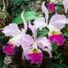 Cattleya