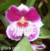 Miltonia