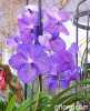 Vanda