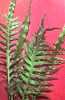 Polypodium