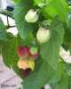 Abutilon megapotamicum