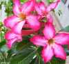 Adenium