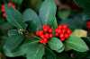 Skimmia