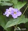 Thunbergia grandiflora