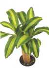 Dracaena fragrans &#039;Massangeana&#039;