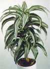 Dracaena fragrans &#039;Compacta variegata&#039;