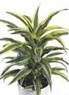 Dracaena fragrans &#039;Compacta&#039;