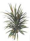 Cordyline stricta Endl.