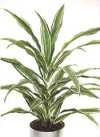 Dracaena fragrans &#039;White stripe&#039;