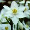 Eucharis grandiflora Planch. et. Lindl. (Eucharis amazonica Lindl.)