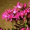 Nerine bowdenii W. Wats.