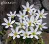 Zephyranthes candida Herb.