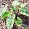  Caladium bicolor (Ait.) Vent.