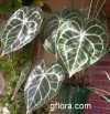 Anthurium crystallinum Lind. et Andre, A. magnificum Lind.