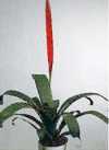 Vriesea splendens Lem.