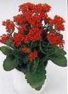 Kalanchoe blossfeldiana