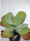 Kalanchoe thyrsiflora