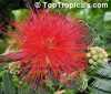 Calliandra tweedii, Inga pulcherrima