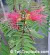 Calliandra calothyrsus Meissner