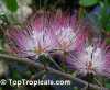 Calliandra schultzii &#039;Rose Cascade&#039;