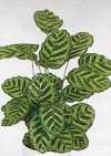 Calathea macoyana Morr.