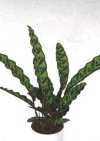 Calathea lancifolia