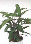 Calathea Rufibarba