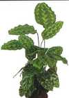 Calathea pseudoveitchiana