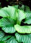 Calathea orbifolia