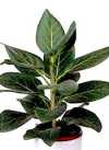 Ficus benghalensis