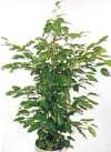 Ficus benjamina L.