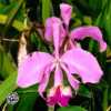 Cattleya warneri