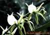 Angraecum eburneum Bory.