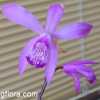 Bletilla striata flowers