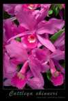 Cattleya skinneri Batem.