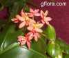 Epidendrum cinnabarinum