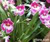 Miltonia Hajune Ono