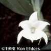 Angraecum magdalenae